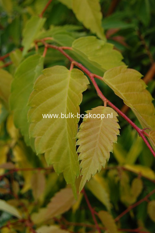 Zelkova serrata 'Ogon' (BRIGHT PARK)