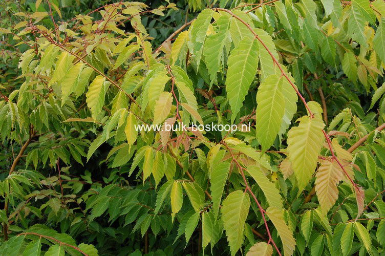 Zelkova serrata 'Ogon' (BRIGHT PARK)