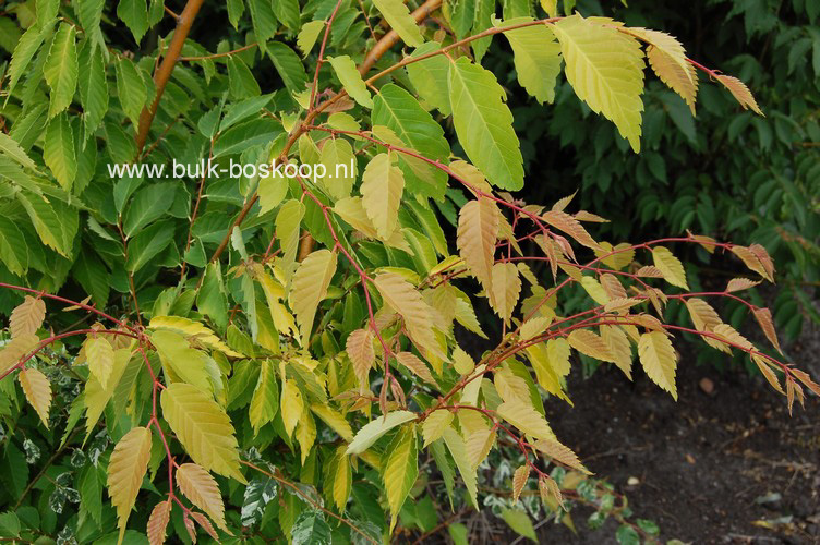 Zelkova serrata 'Ogon' (BRIGHT PARK)
