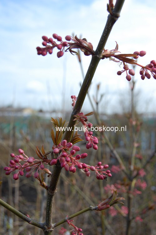 Staphylea holocarpa 'Rosea'