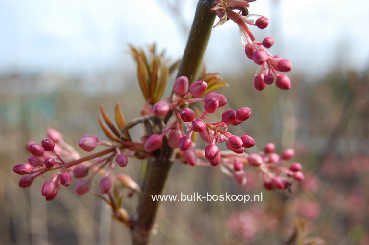 Staphylea holocarpa 'Rosea'