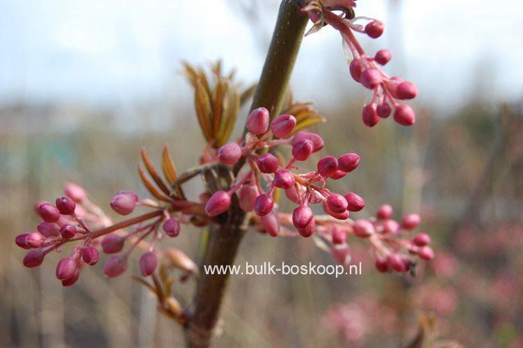 Staphylea holocarpa 'Rosea'