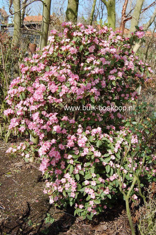 Rhododendron 'Tiffany'