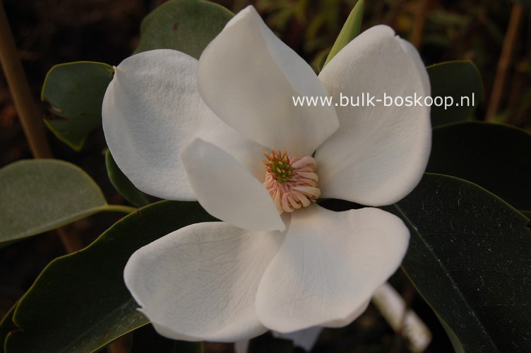 Magnolia maudiae 'Hakurei'