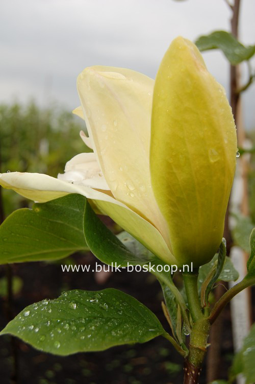 Magnolia 'Sunsation'
