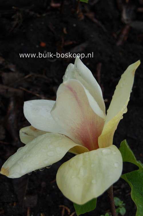 Magnolia 'Sunsation'