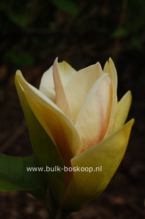 Magnolia 'Sunsation'
