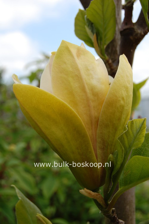 Magnolia 'Sunsation'