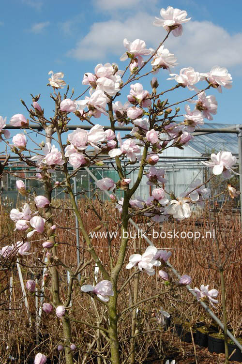 Magnolia 'Alixeed'