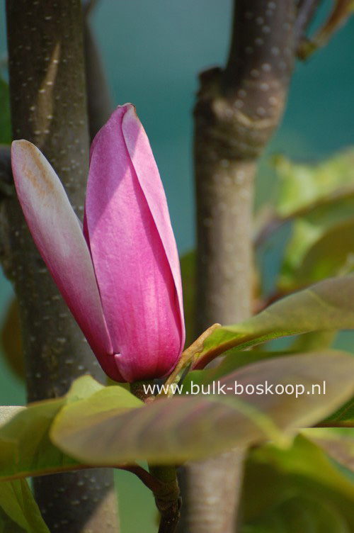 Magnolia 'Shirazz'