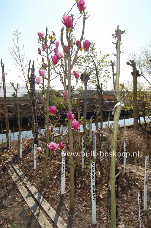Magnolia 'Shirazz'