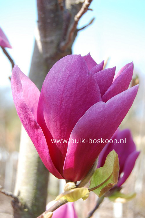 Magnolia 'Shirazz'