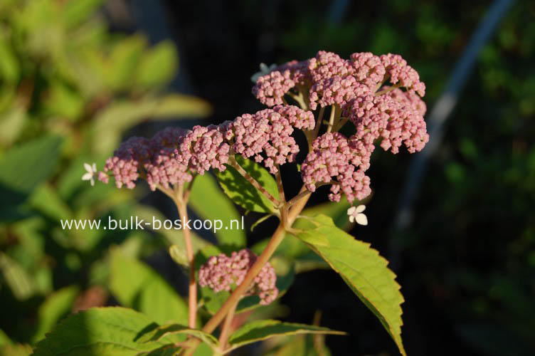 Hydrangea arborescens 'Pink Pincushion'