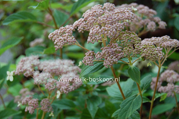 Hydrangea arborescens 'Pink Pincushion'