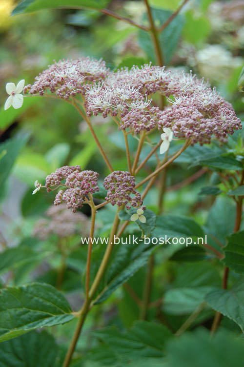 Hydrangea arborescens 'Pink Pincushion'