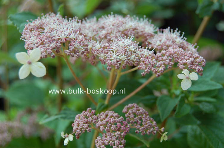 Hydrangea arborescens 'Pink Pincushion'