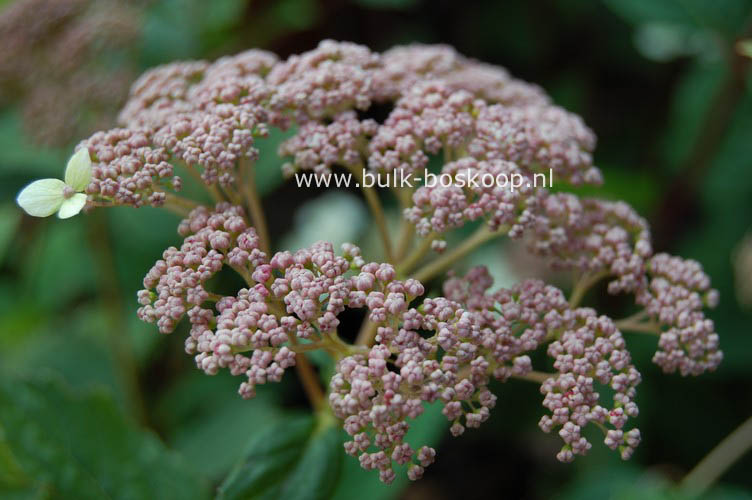 Hydrangea arborescens 'Pink Pincushion'