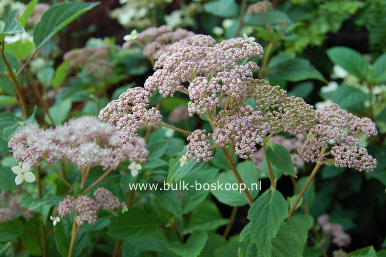 Hydrangea arborescens 'Pink Pincushion'