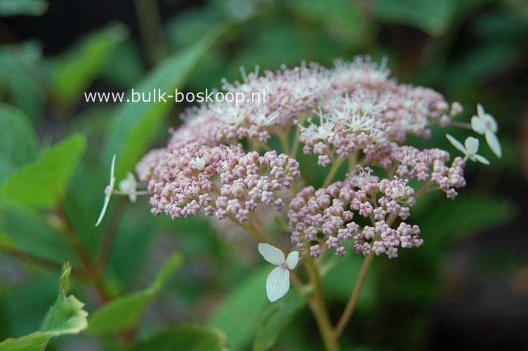 Hydrangea arborescens 'Pink Pincushion'