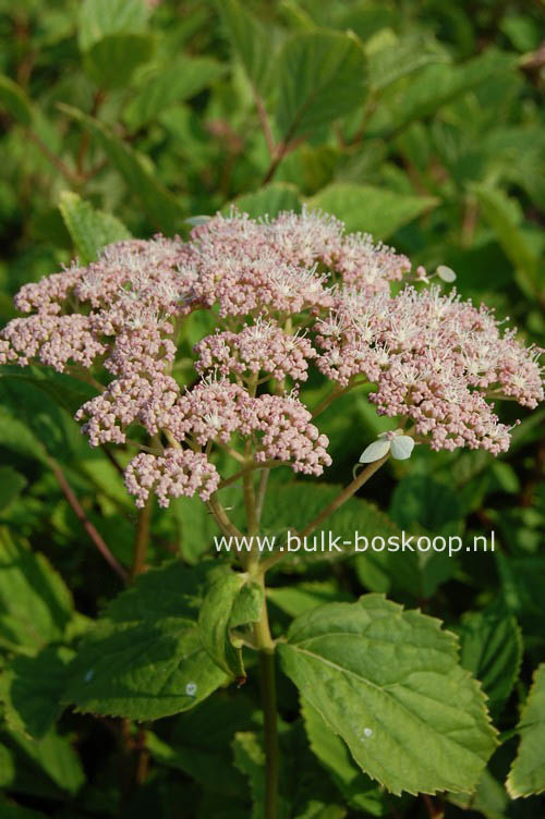 Hydrangea arborescens 'Pink Pincushion'