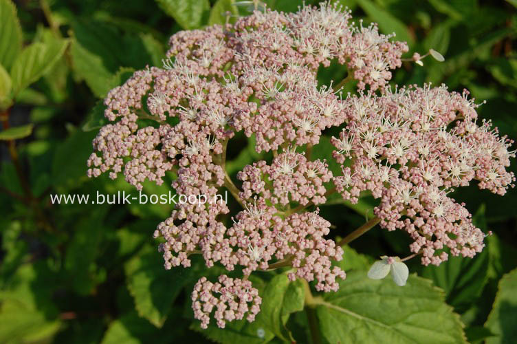 Hydrangea arborescens 'Pink Pincushion'