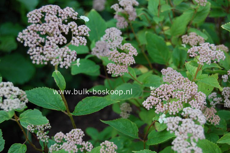 Hydrangea arborescens 'Pink Pincushion'