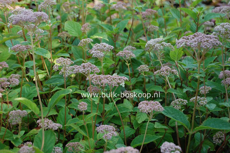 Hydrangea arborescens 'Pink Pincushion'