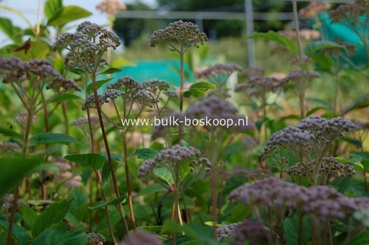 Hydrangea arborescens 'Pink Pincushion'