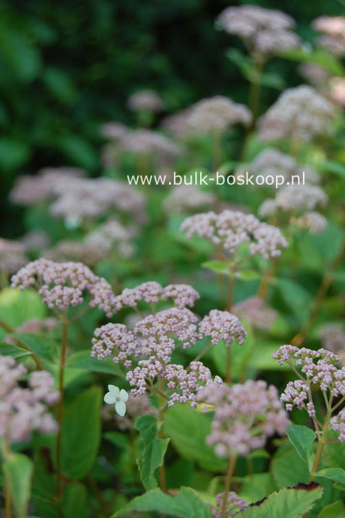 Hydrangea arborescens 'Pink Pincushion'