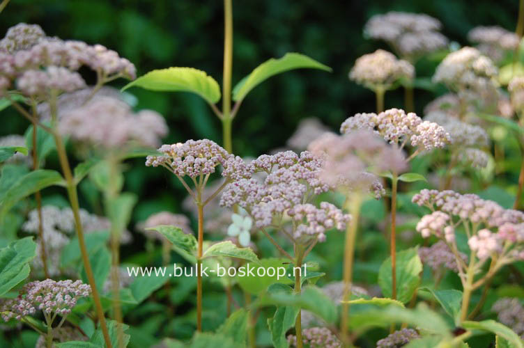 Hydrangea arborescens 'Pink Pincushion'