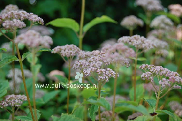 Hydrangea arborescens 'Pink Pincushion'