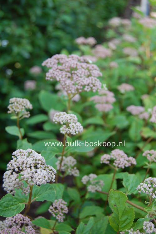 Hydrangea arborescens 'Pink Pincushion'