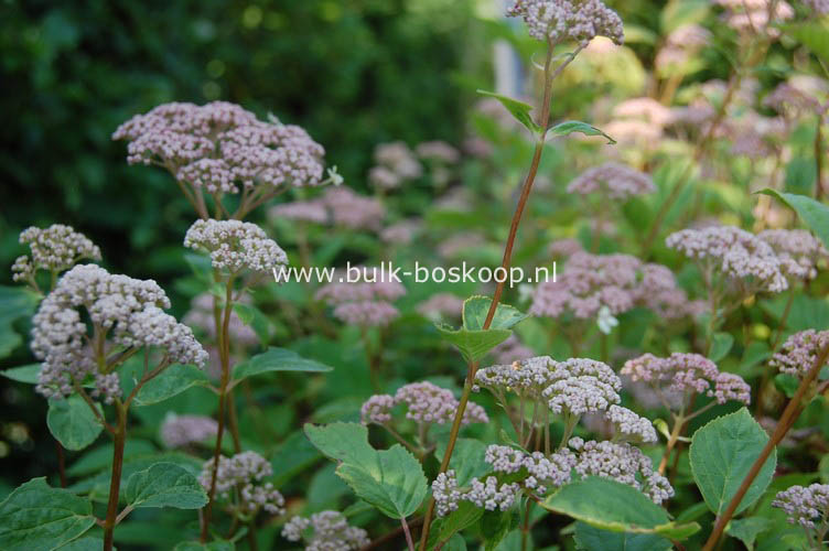 Hydrangea arborescens 'Pink Pincushion'