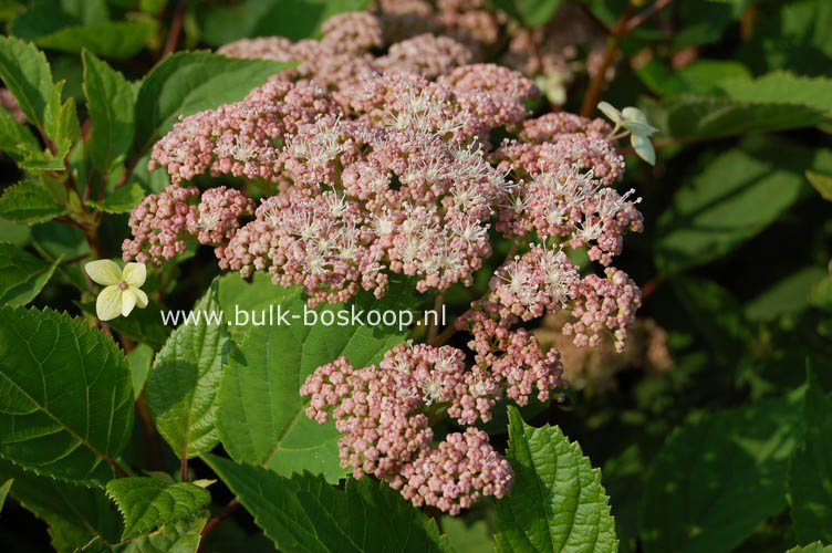 Hydrangea arborescens 'Pink Pincushion'