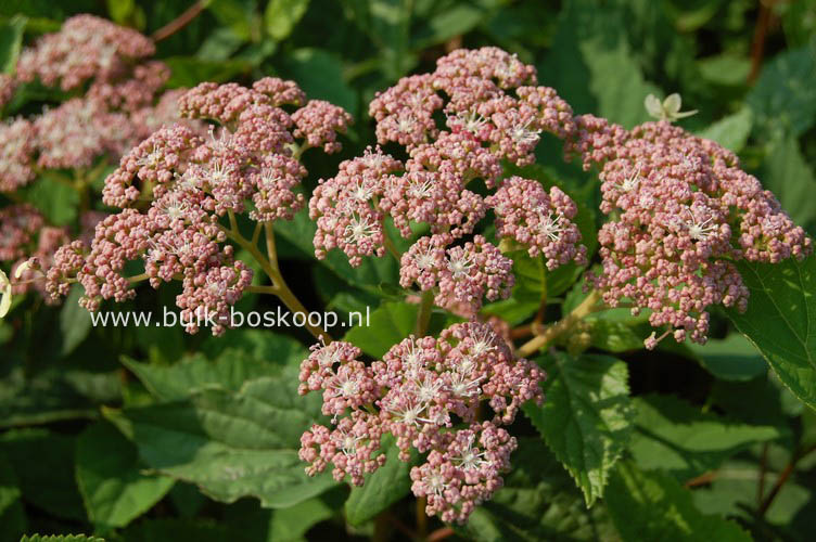 Hydrangea arborescens 'Pink Pincushion'