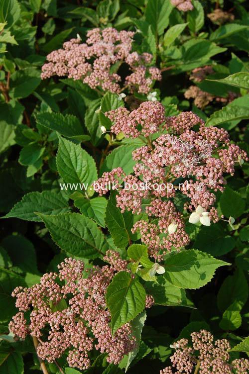 Hydrangea arborescens 'Pink Pincushion'