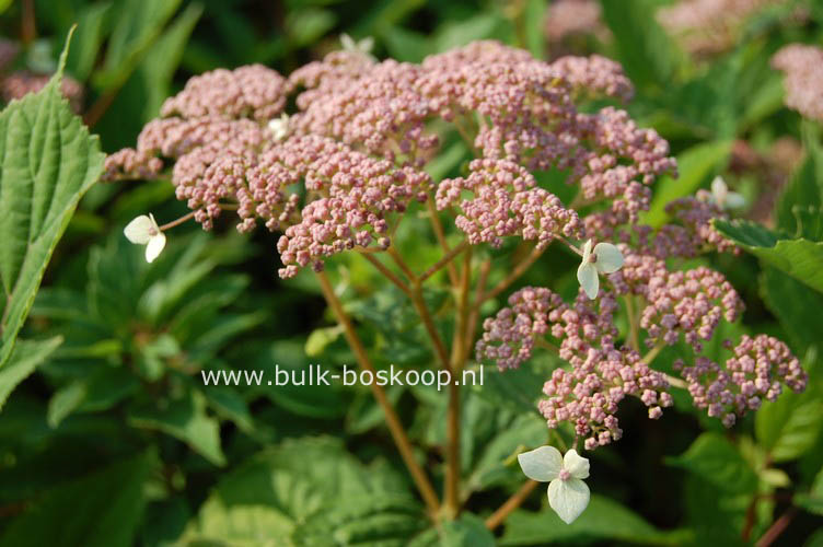 Hydrangea arborescens 'Pink Pincushion'