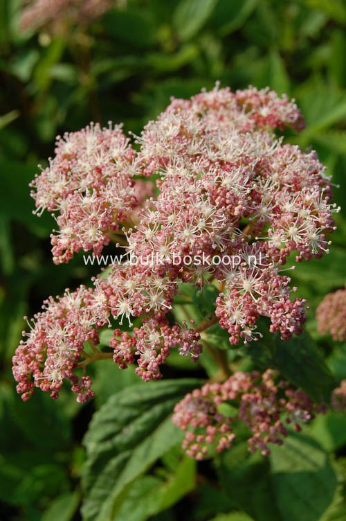 Hydrangea arborescens 'Pink Pincushion'