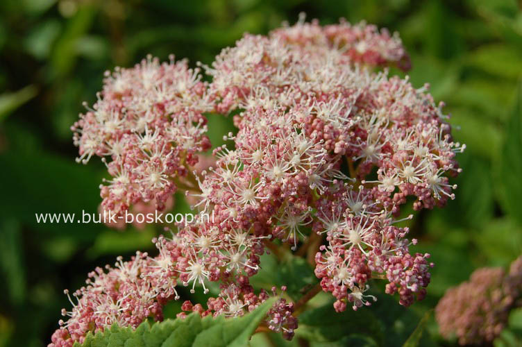 Hydrangea arborescens 'Pink Pincushion'