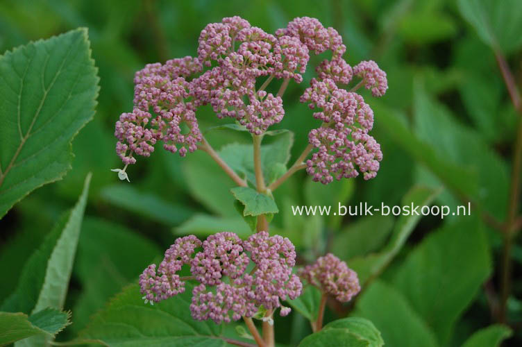 Hydrangea arborescens 'Pink Pincushion'