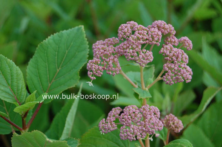 Hydrangea arborescens 'Pink Pincushion'