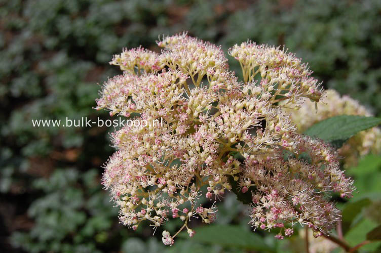 Hydrangea arborescens 'Pink Pincushion'