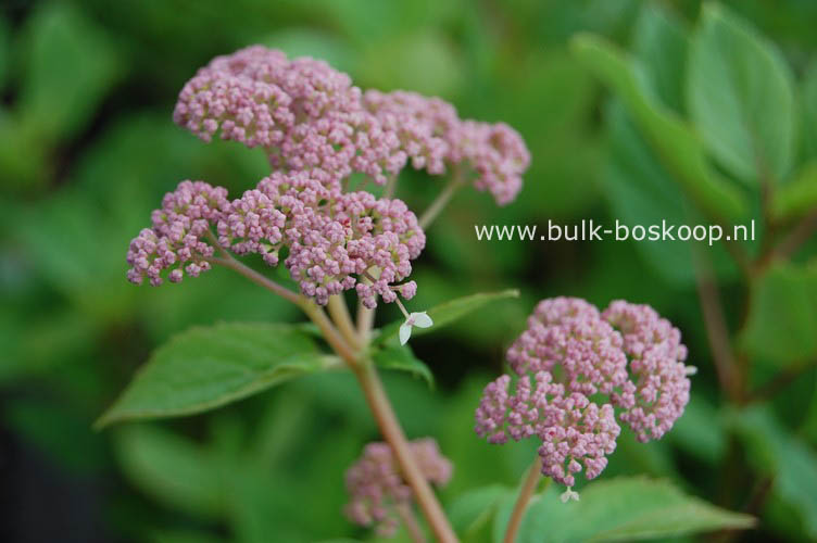 Hydrangea arborescens 'Pink Pincushion'