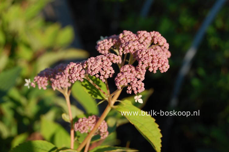 Hydrangea arborescens 'Pink Pincushion'