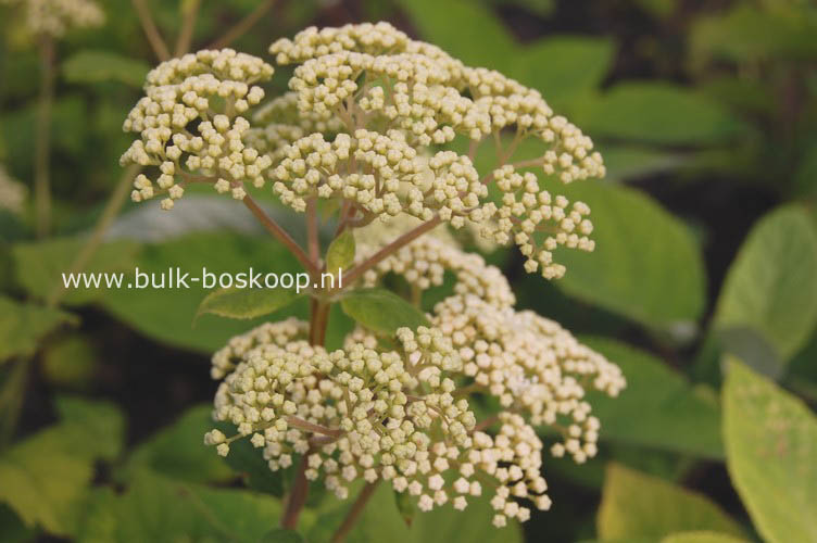 Plantentuin Esveld