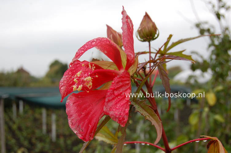 Hibiscus coccineus