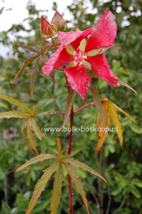 Hibiscus coccineus