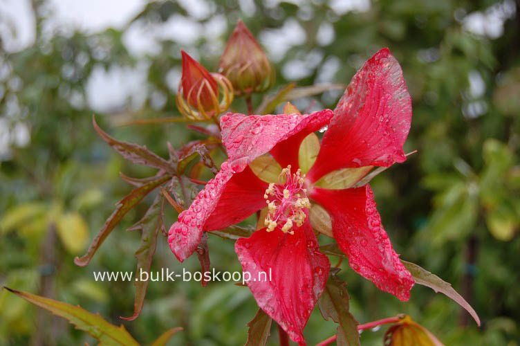 Hibiscus coccineus