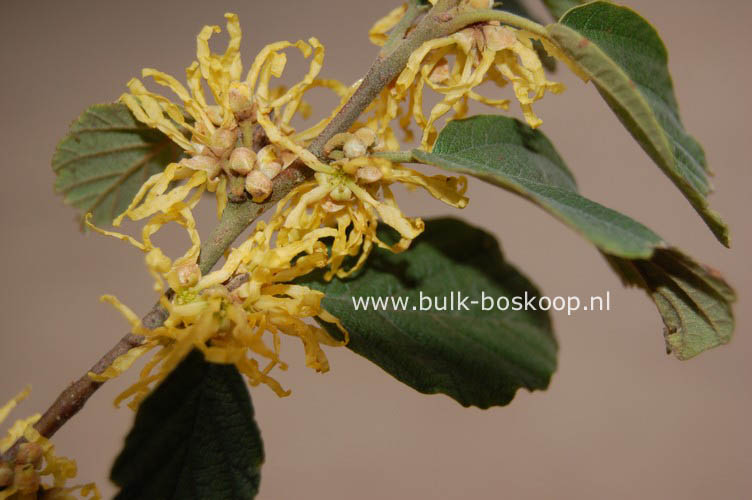 Hamamelis virginiana var. mexicana