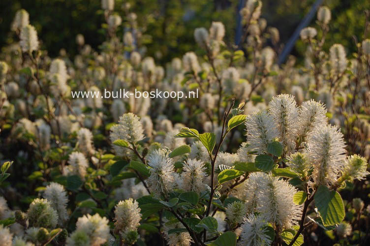 Fothergilla gardenii 'Zundert'